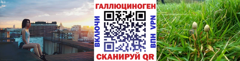 Купить Зуевка Псилоцибиновые грибы GOLDEN TEACHER